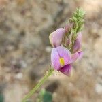 Hedysarum maitlandianum Flower