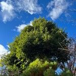 Quercus myrsinifolia Habit