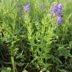 Scutellaria hastifolia Blad