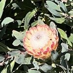 Protea caffra Flower