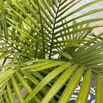 Ravenea rivularis Leaf