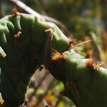 Opuntia macrorhiza Kôra