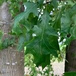 Quercus palustris Hoja