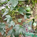 Passiflora cinnabarina Hoja
