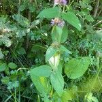 Stachys alpina ശീലം