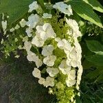 Hydrangea quercifoliaFlower