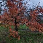 Nothofagus alpina ശീലം