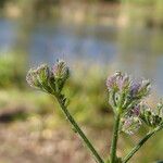 Torilis arvensis Fruchs