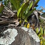 Bifrenaria tyrianthina Jani