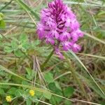 Anacamptis pyramidalis Habit