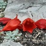 Brachychiton acerifolius Flor