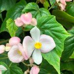 Begonia formosana Flor