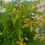 Koelreuteria paniculata Λουλούδι