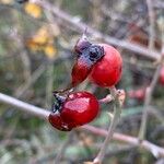 Rosa dumalis Fruit