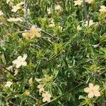 Barleria eranthemoides Folla