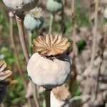 Papaver somniferum Plod