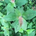 Acalypha phleoides Fuelha