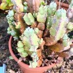 Euphorbia resinifera Yaprak