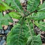 Taraxacum obovatum Blad