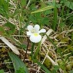 Pinguicula alpina Kwiat