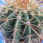 Melocactus ernestii叶