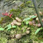 Bulbophyllum falcatum Habit