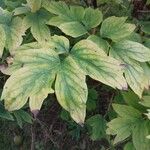 Paeonia × suffruticosa Leaf