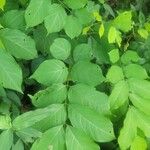 Millettia zechiana Leaf