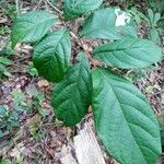 Dichapetalum rugosum 葉