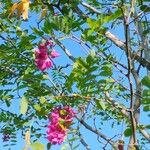 Robinia hispida Flor