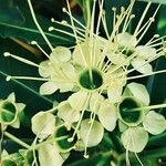 Xanthostemon chrysanthus Bloem