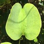 Smilax anceps برگ