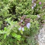 Salvia fruticosa Blüte
