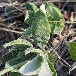 Eriogonum umbellatum Лист