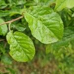 Prunus brigantina Leaf