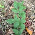 Rubus hispidusLehti