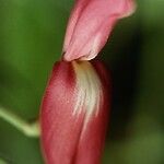 Canavalia sericea Fruto