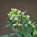 Daphne gnidium Λουλούδι