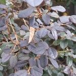 Loropetalum chinense List