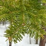 Abies balsamea Ліст