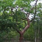 Bursera simaruba ശീലം