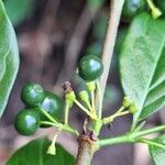 Nichallea soyauxii Fruit