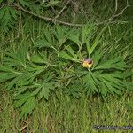 Paeonia californica Агульны выгляд