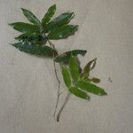 Ruizterania albiflora Hostoa