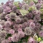 Astrantia majorFlower