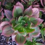 Aeonium leucoblepharum Hoja