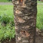 Artocarpus altilis Bark