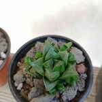 Haworthia retusaKabuk