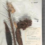 Bactris acanthocarpoides Froito