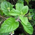 Solanum torvum Lehti